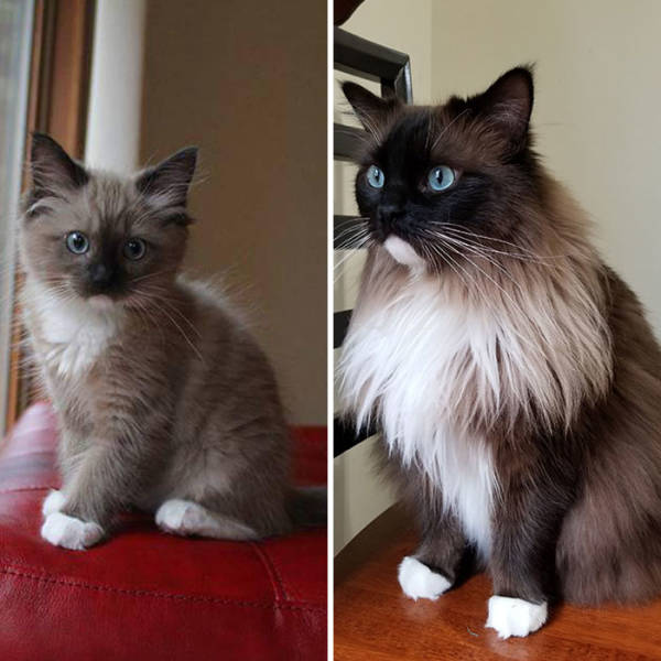 How Tiny Kittens Turn Into Majestic Grown-Up Cats