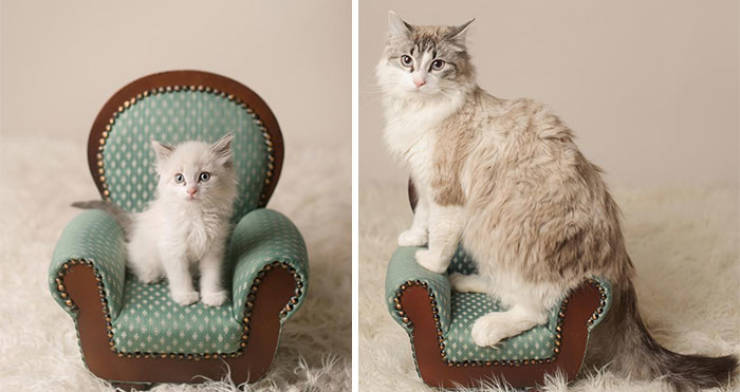 How Tiny Kittens Turn Into Majestic Grown-Up Cats