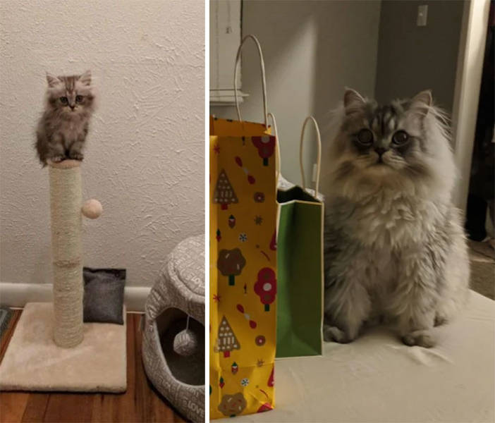 How Tiny Kittens Turn Into Majestic Grown-Up Cats