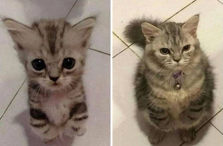 How Tiny Kittens Turn Into Majestic Grown-Up Cats