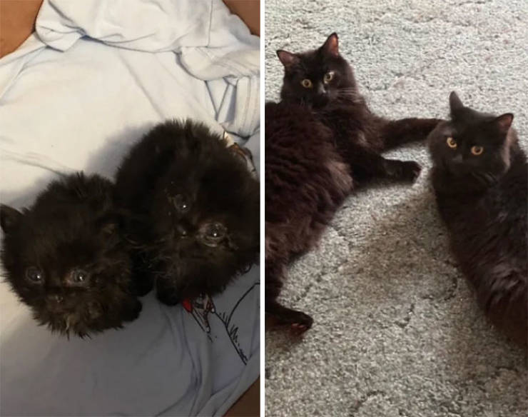 How Tiny Kittens Turn Into Majestic Grown-Up Cats