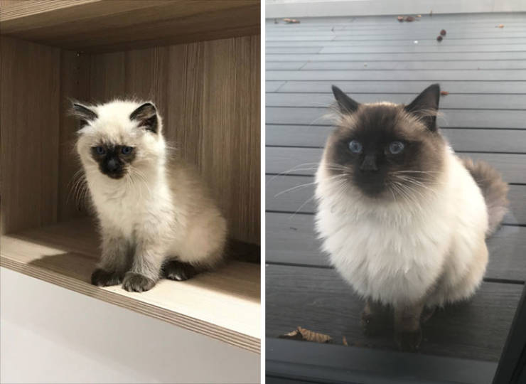 How Tiny Kittens Turn Into Majestic Grown-Up Cats