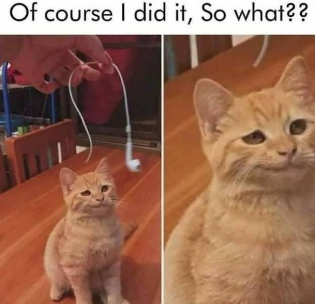 These Cat Memes Don’t Care About Anyone Except Themselves…