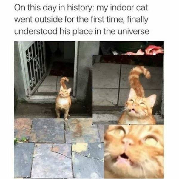 These Cat Memes Don’t Care About Anyone Except Themselves…