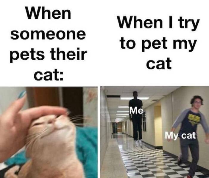 These Cat Memes Don’t Care About Anyone Except Themselves…