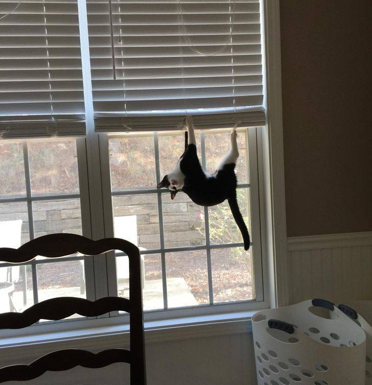 Cats Couldn’t Care Less About The Laws Of Physics…