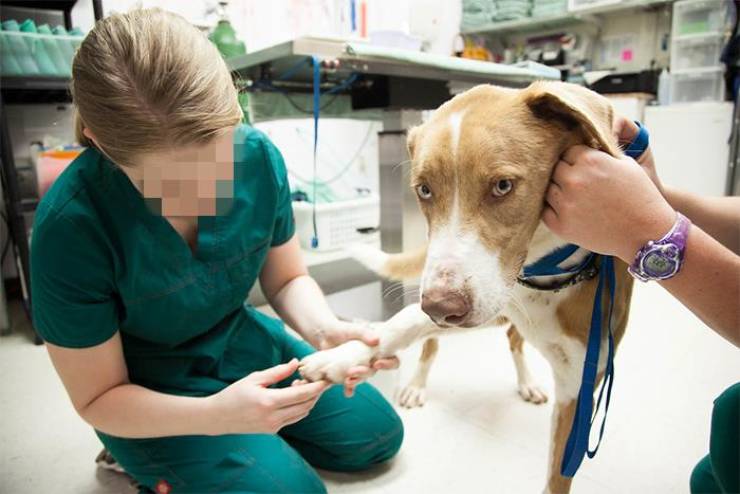 Veterinarians Talk About Important Things Pet Owners Should Know