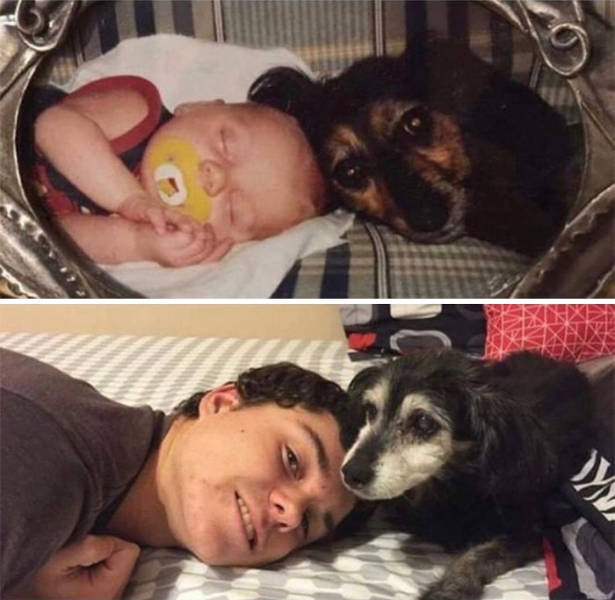 Dogs Before And After Growing Up