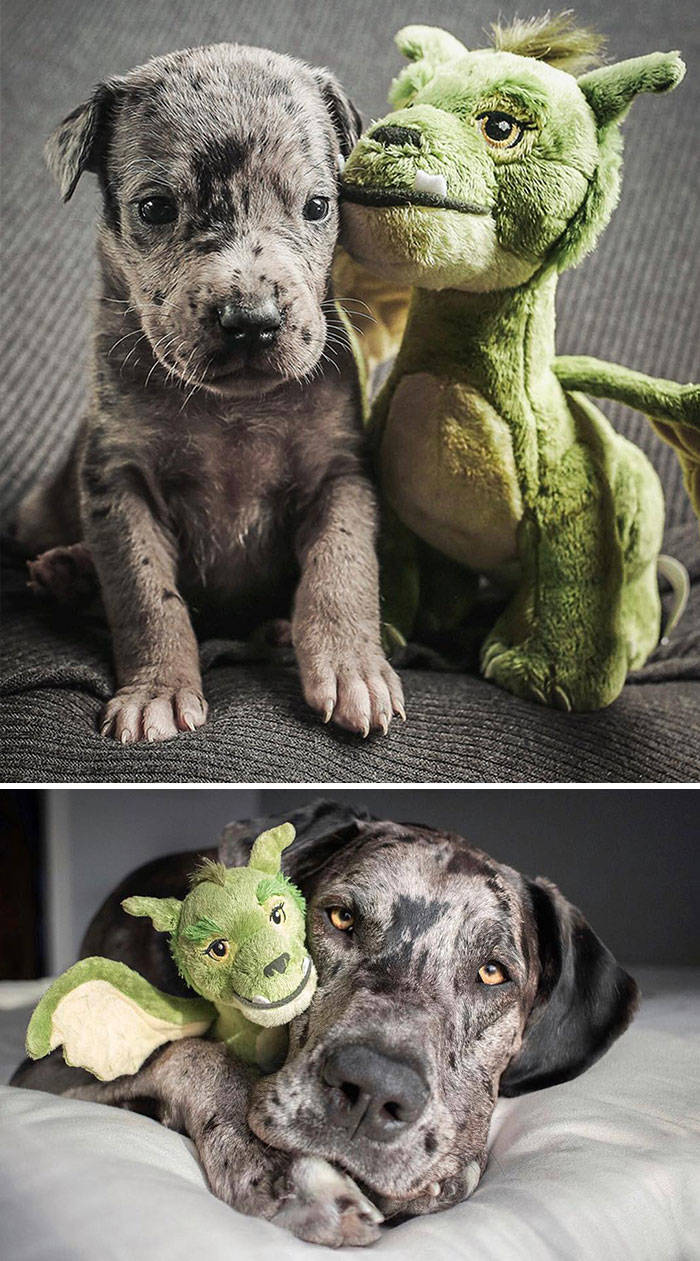 Dogs Before And After Growing Up