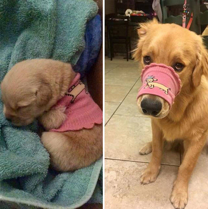 Dogs Before And After Growing Up