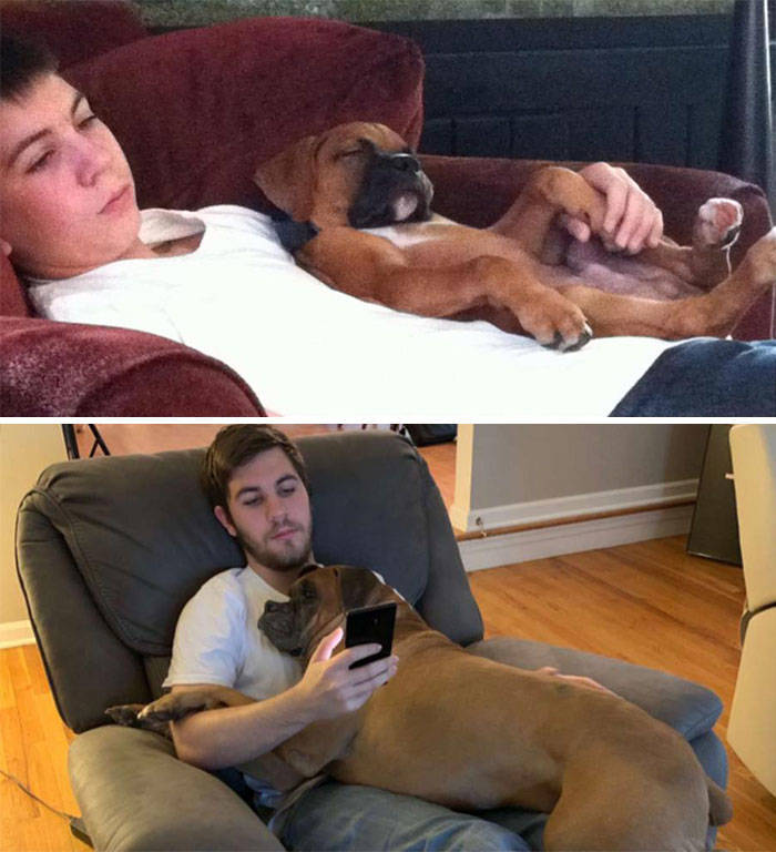 Dogs Before And After Growing Up