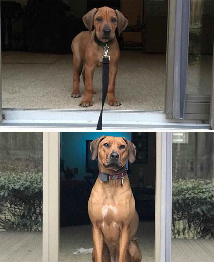 Dogs Before And After Growing Up