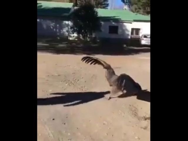 Condor Comes Back To Thank The Man Who Cured Him