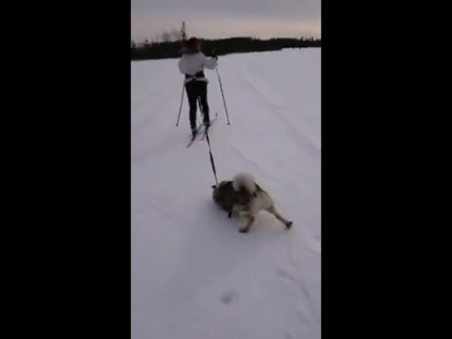 Fantastic Sled Dog…