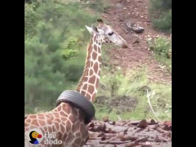 Helping A Giraffe