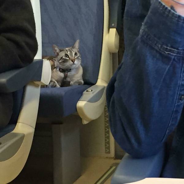 Traveling Animals Who Are Much More Civilized Than Many Humans…