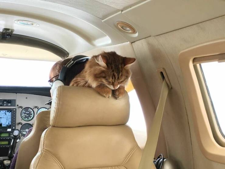 Traveling Animals Who Are Much More Civilized Than Many Humans…