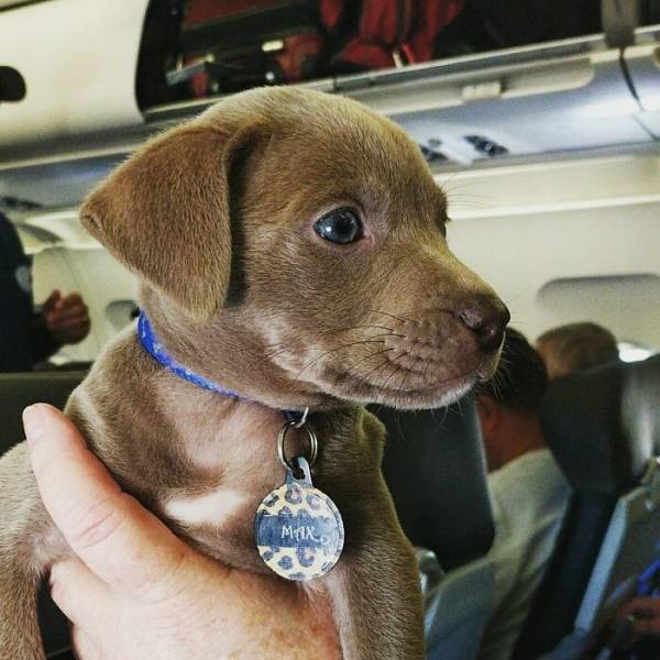 Traveling Animals Who Are Much More Civilized Than Many Humans…