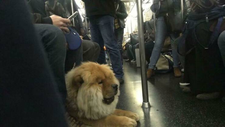 Traveling Animals Who Are Much More Civilized Than Many Humans…