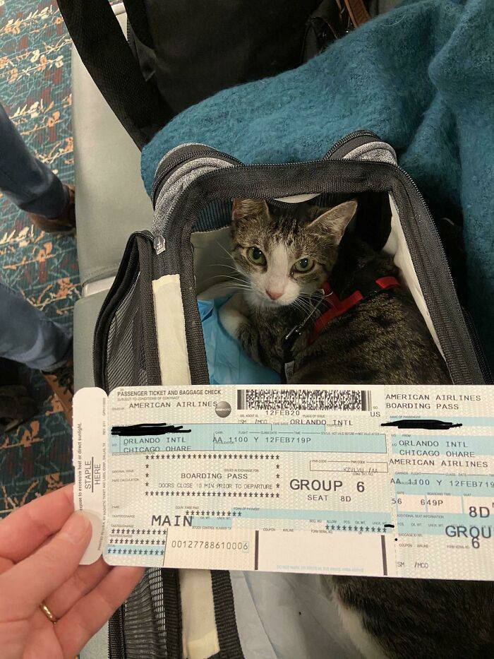 Traveling Animals Who Are Much More Civilized Than Many Humans…