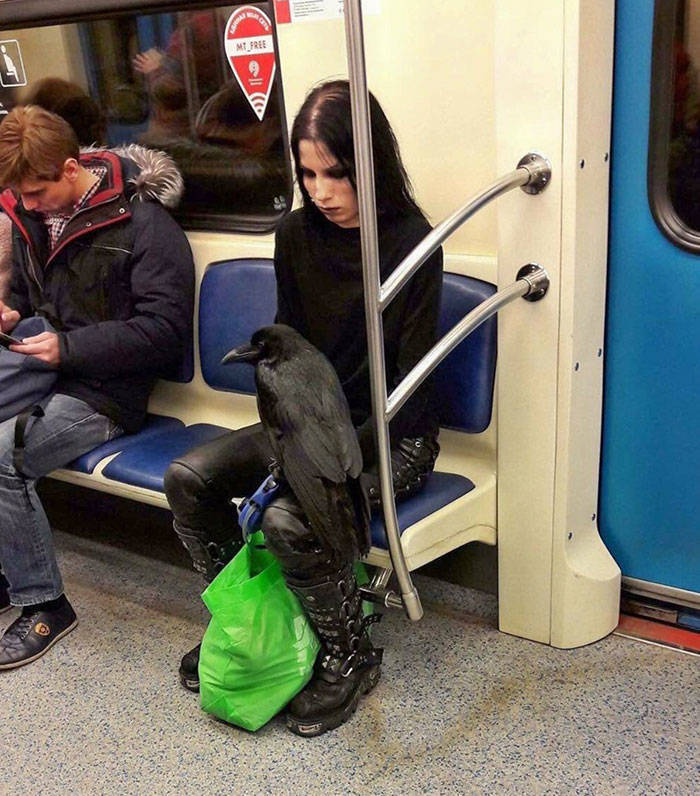 Traveling Animals Who Are Much More Civilized Than Many Humans…