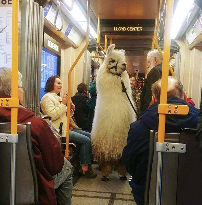 Traveling Animals Who Are Much More Civilized Than Many Humans…