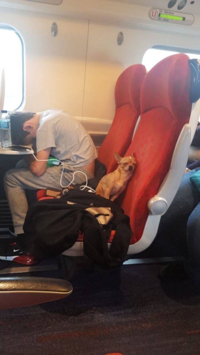 Traveling Animals Who Are Much More Civilized Than Many Humans…