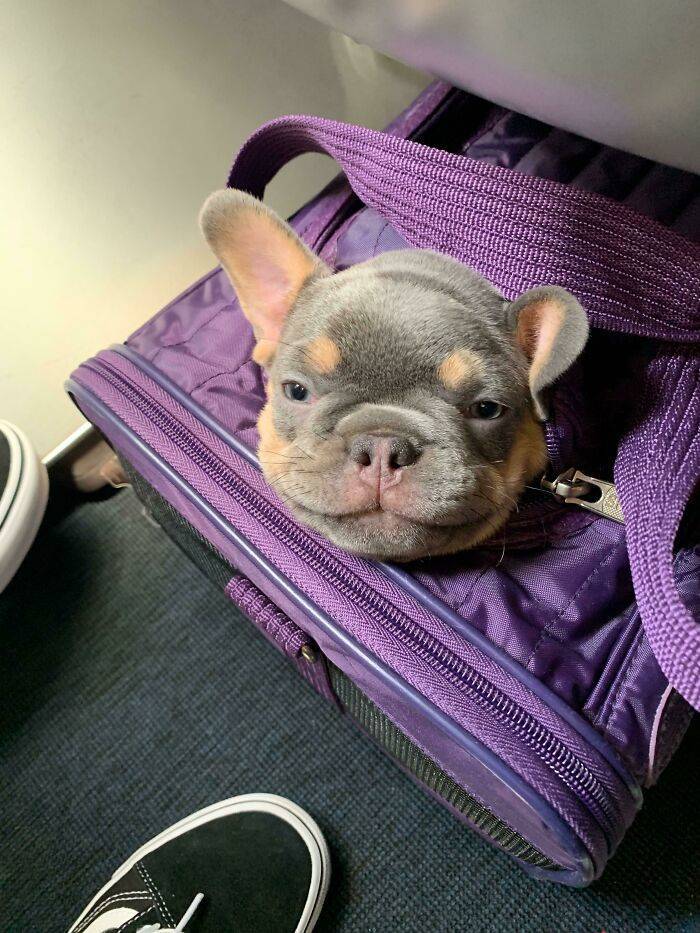 Traveling Animals Who Are Much More Civilized Than Many Humans…
