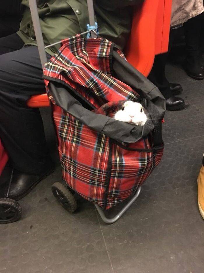Traveling Animals Who Are Much More Civilized Than Many Humans…