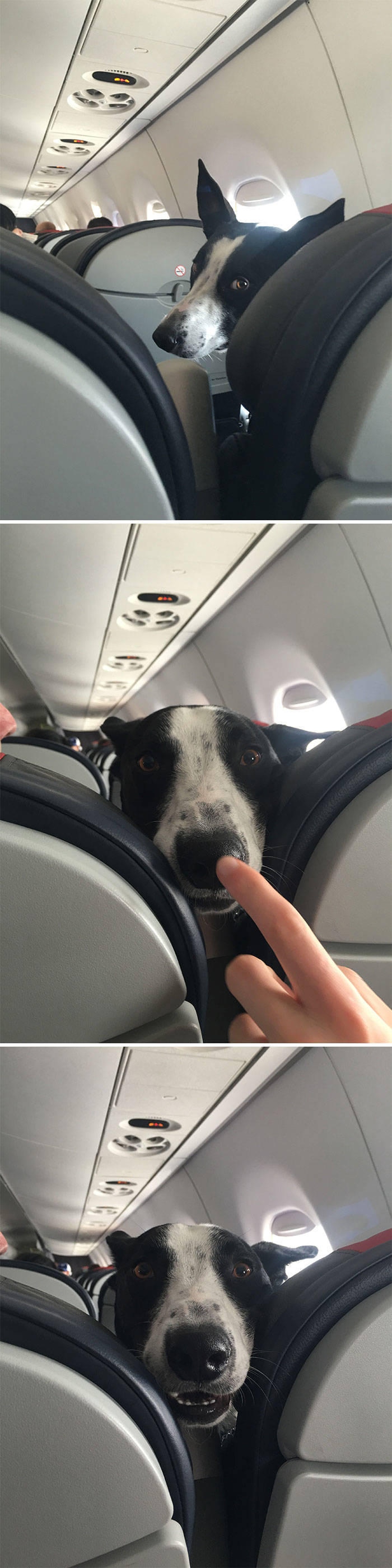 Traveling Animals Who Are Much More Civilized Than Many Humans…