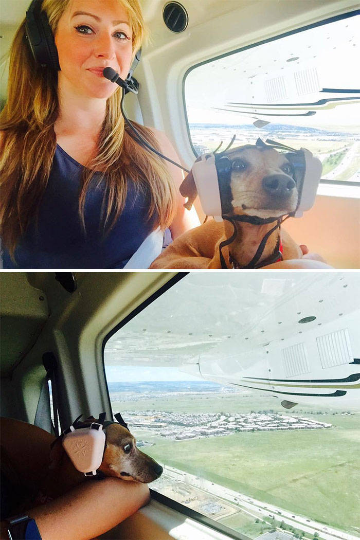 Traveling Animals Who Are Much More Civilized Than Many Humans…