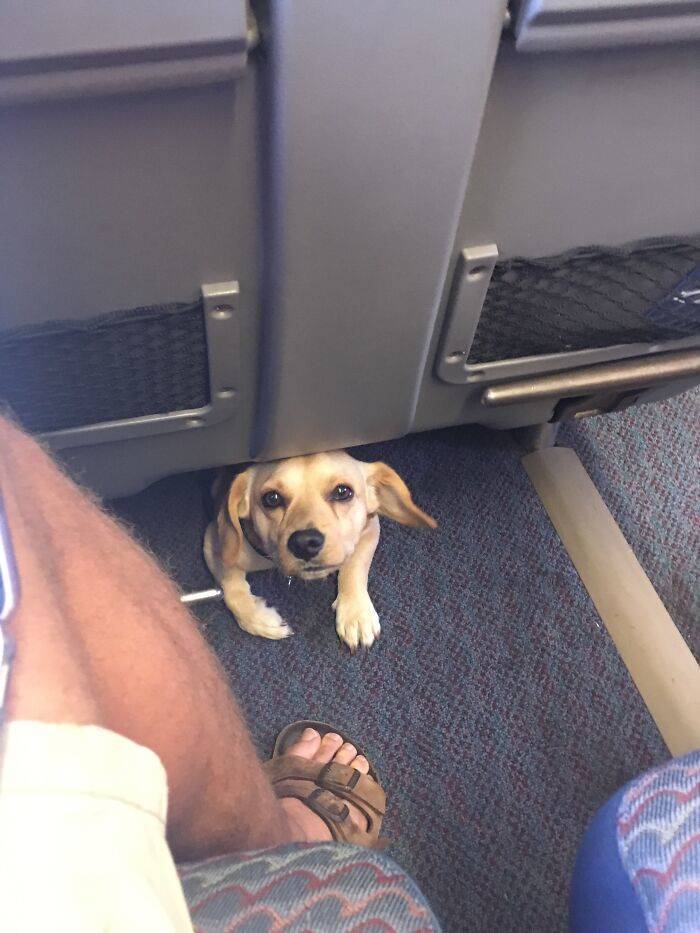 Traveling Animals Who Are Much More Civilized Than Many Humans…