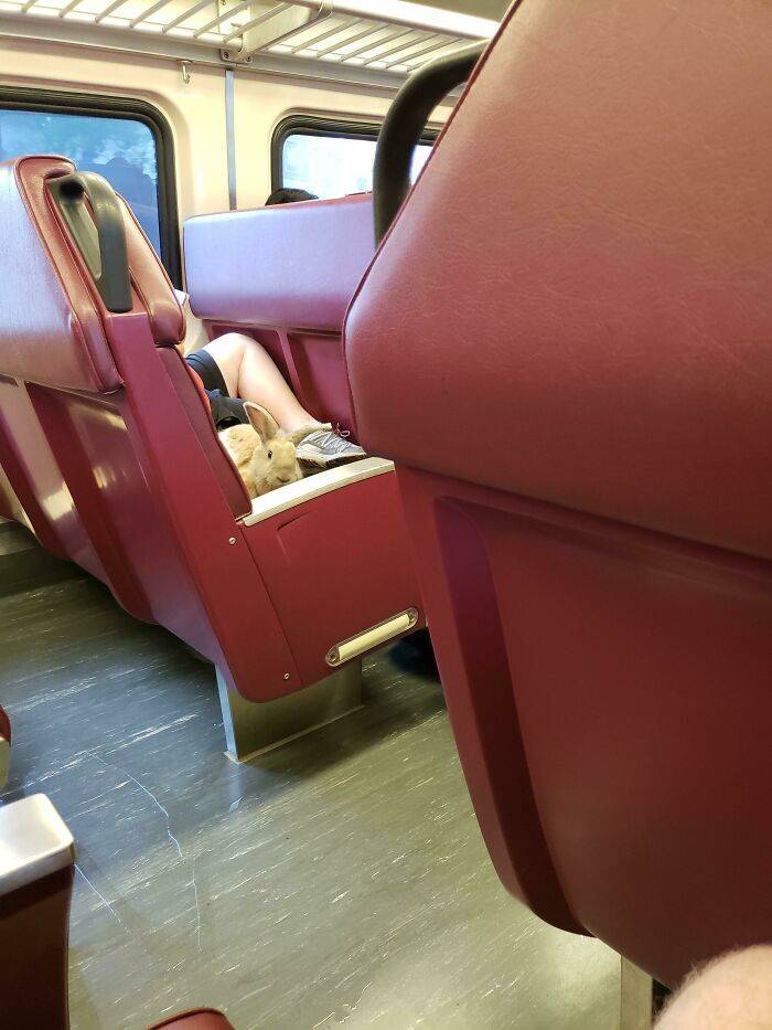 Traveling Animals Who Are Much More Civilized Than Many Humans…