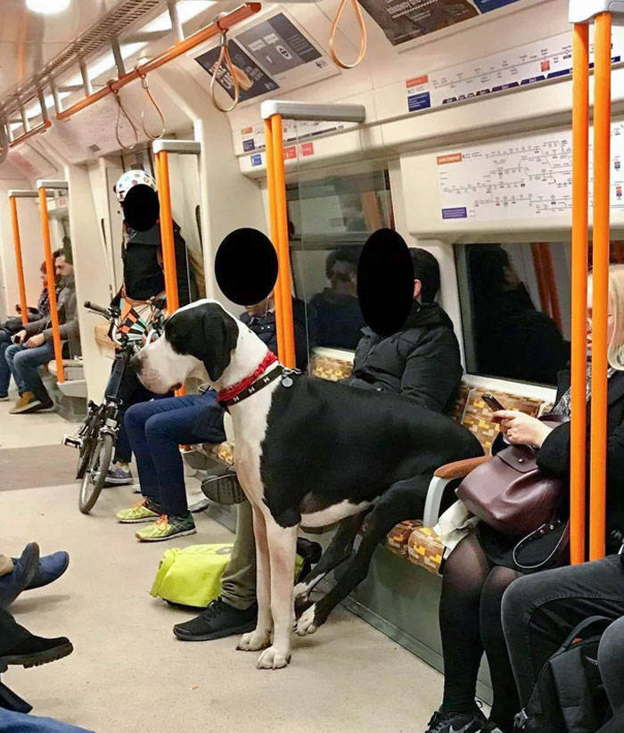 Traveling Animals Who Are Much More Civilized Than Many Humans…