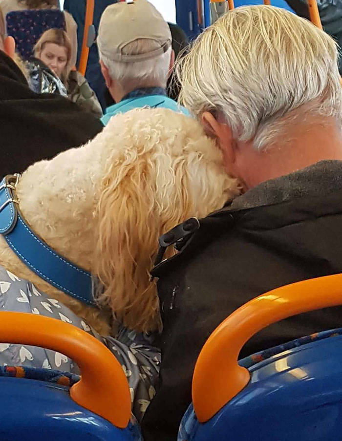 Traveling Animals Who Are Much More Civilized Than Many Humans…
