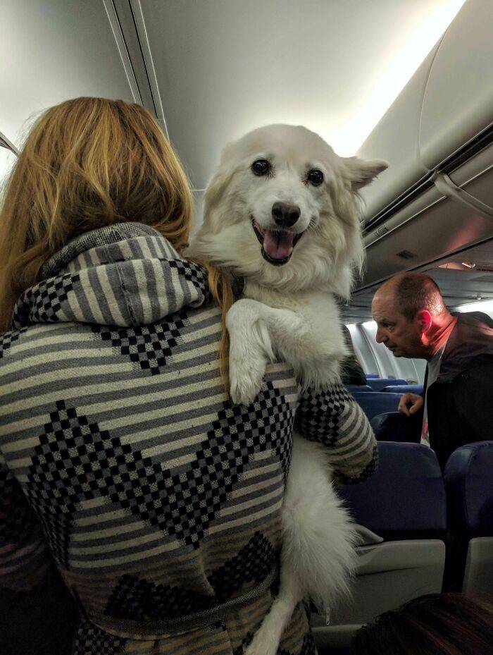 Traveling Animals Who Are Much More Civilized Than Many Humans…