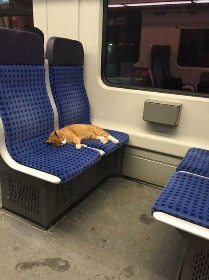 Traveling Animals Who Are Much More Civilized Than Many Humans…
