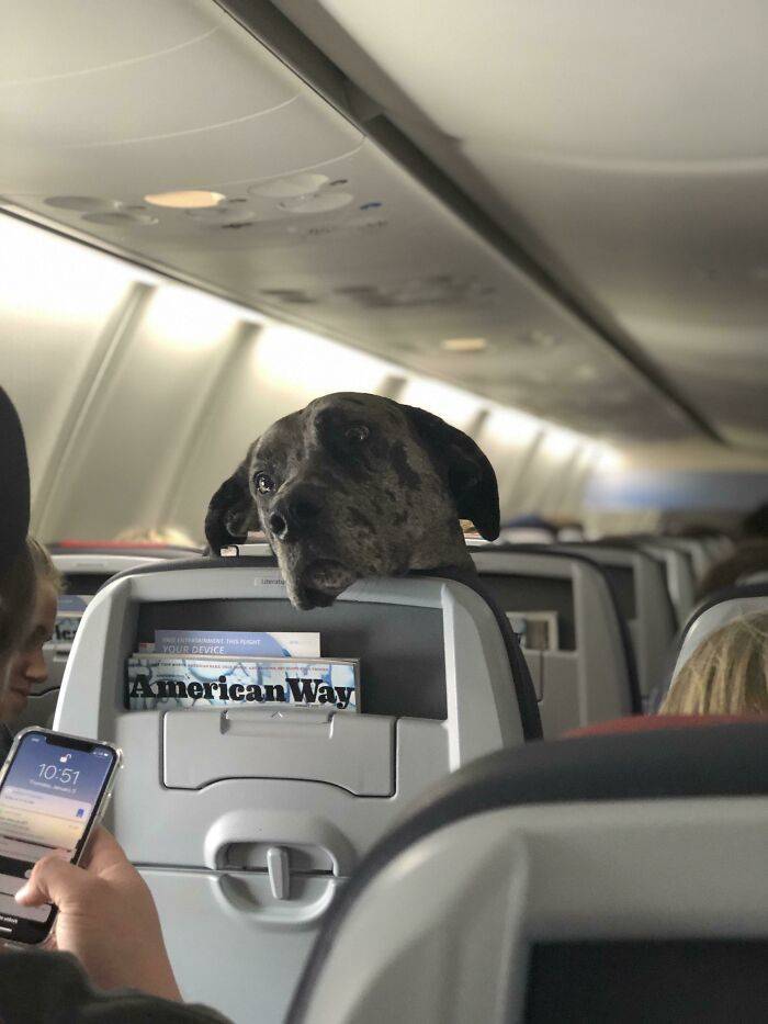 Traveling Animals Who Are Much More Civilized Than Many Humans…