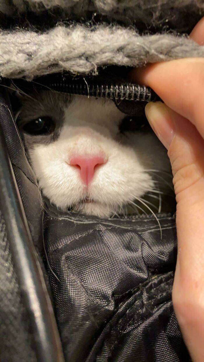 Traveling Animals Who Are Much More Civilized Than Many Humans…