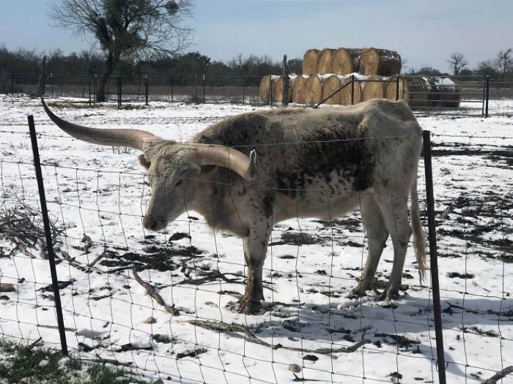 Texas Is Dealing With The Coldest Weather In Over 30 Years