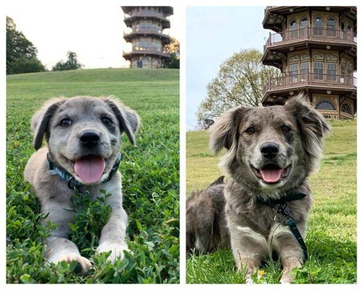 They’re Not Puppies Anymore!