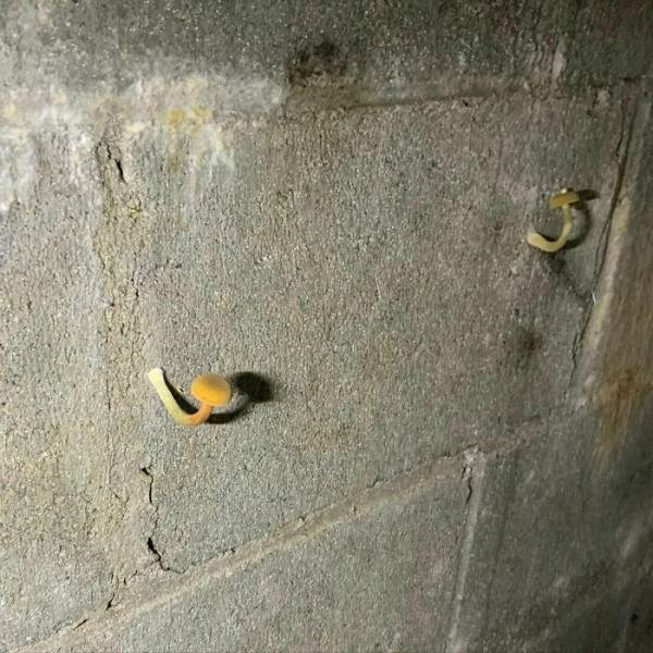 Home Inspectors Find Some Very Interesting Things…