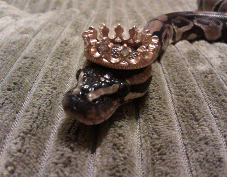 Turns Out, Snakes Wear Hats…