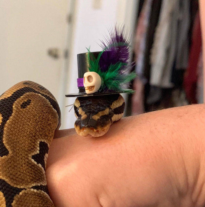 Turns Out, Snakes Wear Hats…