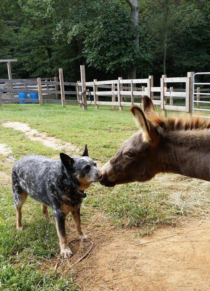 Our Pets Are Just Like Us!