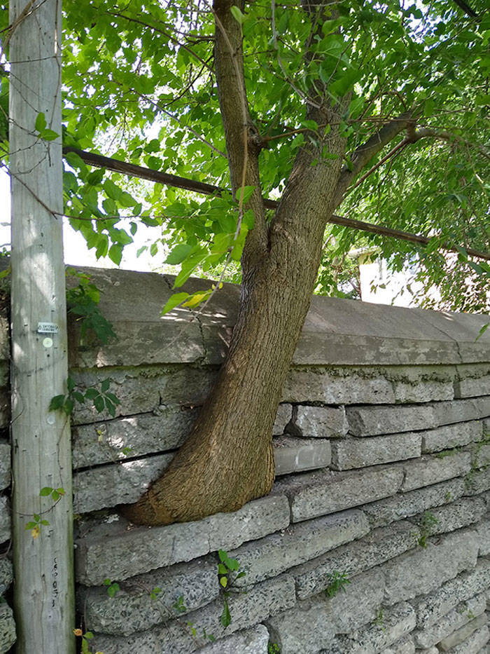 Civilization Can’t Stop Mother Nature!
