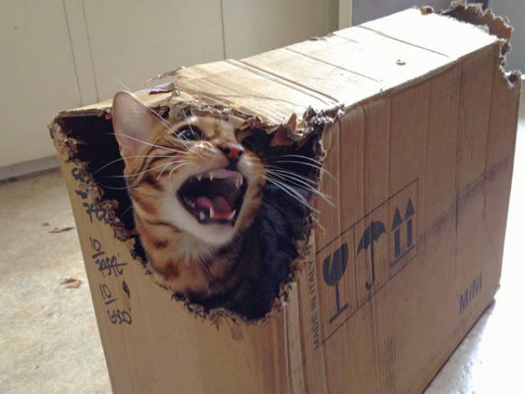 These Pets Have No Regrets…