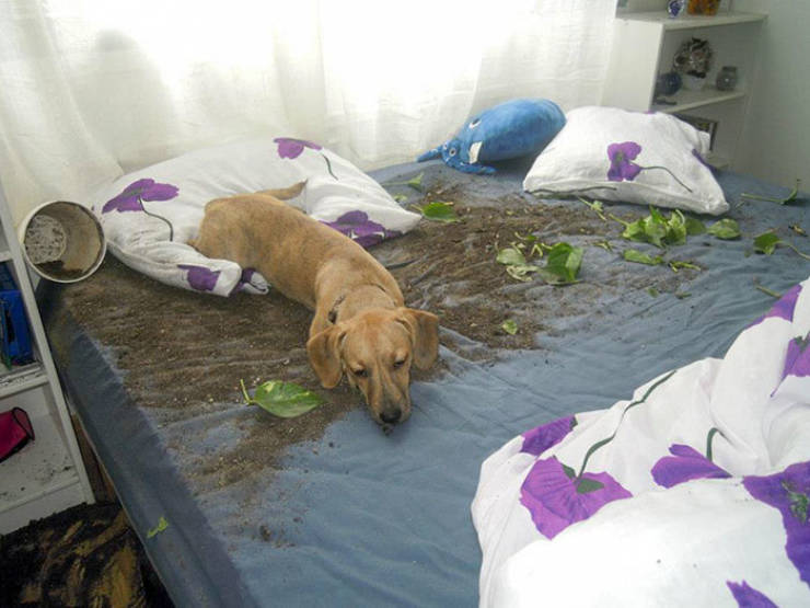 These Pets Have No Regrets…