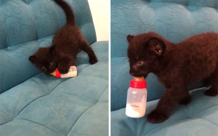 This Once-Abandoned Panther Is A Big Domestic Cat Now!