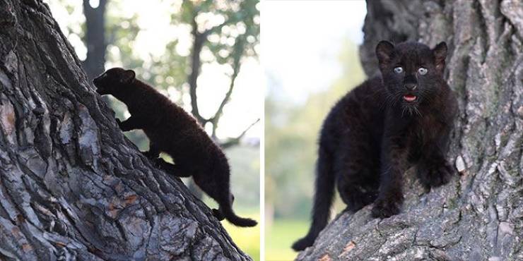 This Once-Abandoned Panther Is A Big Domestic Cat Now!